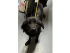 Adopt 23-02-0293b Comet a Labrador Retriever / Mixed dog in Dallas
