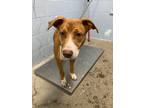 Adopt Roxanne a Red/Golden/Orange/Chestnut - with White Pit Bull Terrier / Mixed