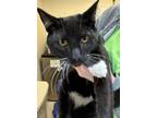 Adopt Iggy (mcas) a Domestic Shorthair / Mixed cat in Troutdale, OR (37233915)