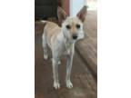 Adopt Pixie a White - with Tan, Yellow or Fawn Wirehaired Fox Terrier / Mixed