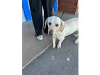 Adopt Roland a White - with Tan, Yellow or Fawn Basset Hound / Labrador
