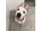 Adopt Toots a American Pit Bull Terrier / Mixed dog in Golden, CO (37233739)
