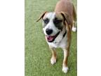 Adopt Ken a Boxer / Mixed dog in Canton, GA (37233676)
