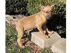 Adopt Domino a Red/Golden/Orange/Chestnut Labrador Retriever / Mixed dog in