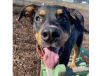 Adopt Dutch a Black Rottweiler / Mixed dog in Pendleton, OR (37233564)