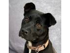 Adopt SOPHIE a Black Labrador Retriever / Pit Bull Terrier / Mixed dog in Pt.