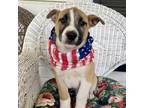Adopt Springsteen a Brown/Chocolate Akita / Mixed dog in Hartford, CT (37233436)
