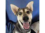 Adopt Annie a White - with Tan, Yellow or Fawn Husky / German Shepherd Dog /