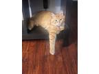 Adopt Kal a Brown Tabby Domestic Longhair / Mixed (long coat) cat in Haines