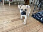 Adopt Eva a Tan/Yellow/Fawn - with Black Labrador Retriever / Mixed dog in