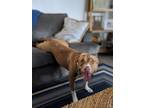 Adopt Tee a Red/Golden/Orange/Chestnut - with White American Pit Bull Terrier