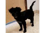 Adopt Chinny a Black Mixed Breed (Small) / Mixed dog in Carson City