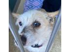 Adopt Nets a White - with Tan, Yellow or Fawn Mixed Breed (Small) / Mixed dog in