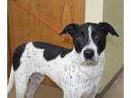 Adopt Bo a Labrador Retriever / Mixed dog in Genoa, IL (37233347)