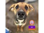 Adopt AJ a Black Labrador Retriever / Mixed dog in El Paso, TX (37233115)