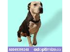 Adopt Adrienne a Black American Pit Bull Terrier / Mixed dog in El Paso