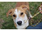 Adopt Alex a Tan/Yellow/Fawn - with White Terrier (Unknown Type
