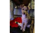 Adopt Snap Dragon a Tan/Yellow/Fawn - with White Husky / German Shepherd Dog dog