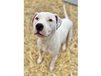 Adopt Lila a White American Pit Bull Terrier / Mixed dog in Anderson