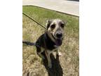 Adopt Coco a Black Husky / German Shepherd Dog / Mixed dog in Fort Worth