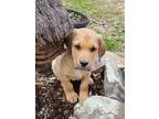 Adopt Cinnamon a Brown/Chocolate Bloodhound / Labrador Retriever / Mixed dog in