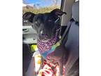 Adopt Evelyn a Black - with White Pit Bull Terrier / American Pit Bull Terrier /