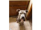 Adopt Vicky a Gray/Blue/Silver/Salt & Pepper American Pit Bull Terrier / Mixed