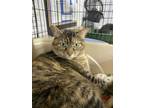 Adopt Ali a Brown Tabby Domestic Shorthair (short coat) cat in Kingsville
