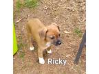 Adopt Ricky a Brown/Chocolate - with White Jack Russell Terrier / Mixed dog in