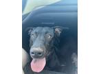 Adopt Ruger a Black Labrador Retriever / American Pit Bull Terrier / Mixed dog