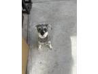 Adopt Luna a Gray/Blue/Silver/Salt & Pepper Schnauzer (Miniature) / Mixed dog in