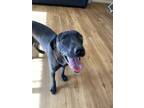 Adopt Noche a Black Labrador Retriever / Mixed dog in Tucson, AZ (37230840)