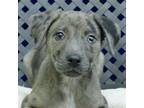 Adopt Hamlin a Catahoula Leopard Dog / Mixed dog in Midland, TX (37231026)