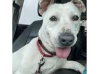 Adopt Fergie a White - with Tan, Yellow or Fawn Mixed Breed (Medium) / Mixed dog