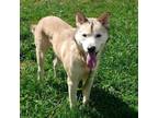 Adopt Austin a White - with Tan, Yellow or Fawn Mixed Breed (Medium) / Mixed dog