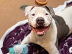 Adopt BUD a White - with Gray or Silver American Pit Bull Terrier / Mixed dog in