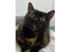 Adopt Tally a Domestic Shorthair / Mixed cat in Brockville, ON (37229927)