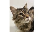 Adopt Teddy a Domestic Longhair / Mixed cat in Brockville, ON (37229925)