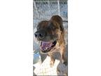 Adopt Moto a Brindle Mastiff / Mixed dog in Gainesville, GA (37228529)