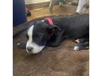 Adopt Jane a Black Boxer / Pit Bull Terrier / Mixed dog in El Dorado