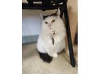 Adopt Luna a White Domestic Mediumhair / Domestic Shorthair / Mixed cat in