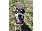 Adopt Marcus a Black Husky / Mixed dog in Elizabeth City, NC (36693086)