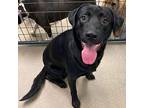 Duke, Labrador Retriever For Adoption In Rocky Mount, Virginia