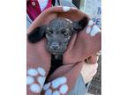Delta, Scottie, Scottish Terrier For Adoption In Winder, Georgia