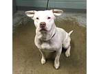 Dozer, American Staffordshire Terrier For Adoption In Greenville, South Carolina