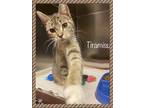 Adopt TIRAMISU Available 2/9 a Brown Tabby Domestic Shorthair (short coat) cat