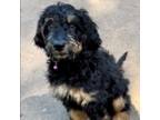 Goldendoodle Puppy for sale in Hockley, TX, USA
