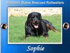 Adopt Sophie a Rottweiler