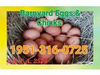 Barnyard eggs and chicks