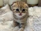 Scottish Fold Golden Spotted Tabby Female Kitten